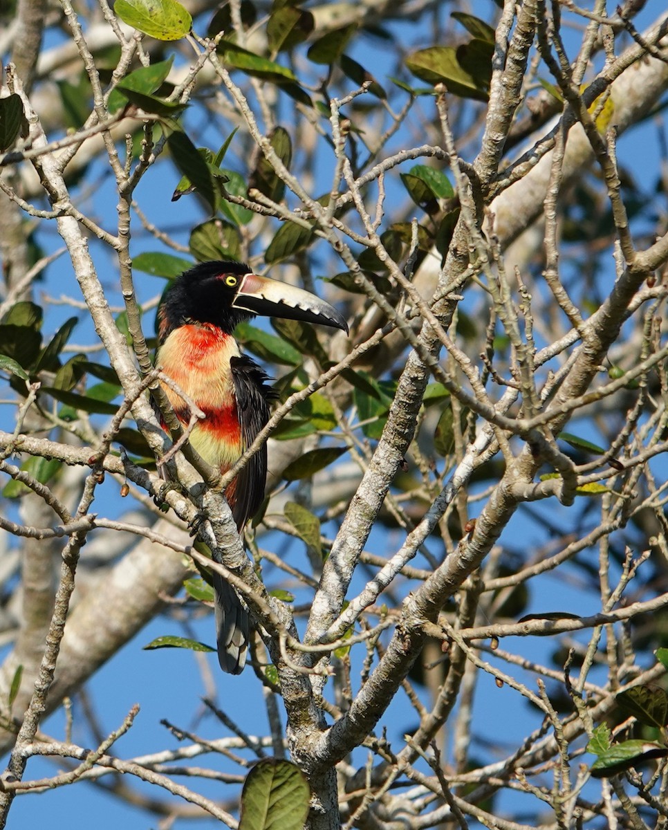 Collared Aracari - ML630940639