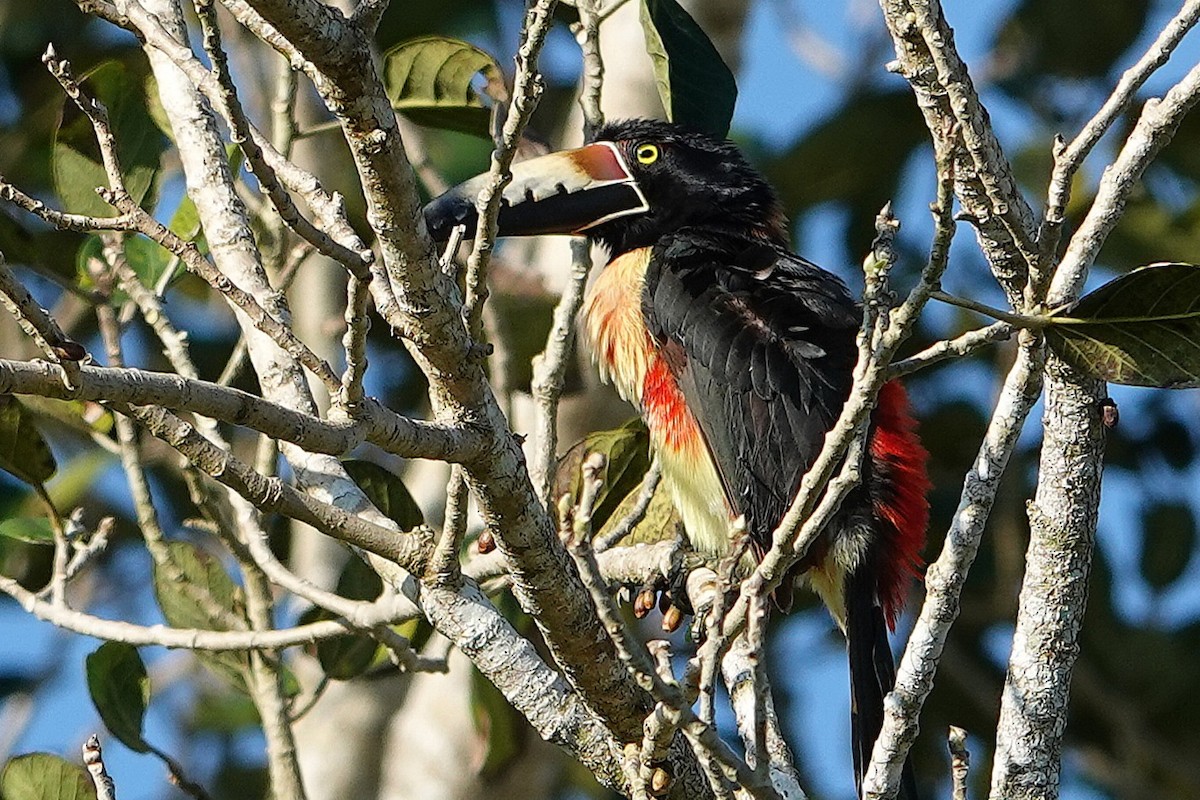 Collared Aracari - ML630940643