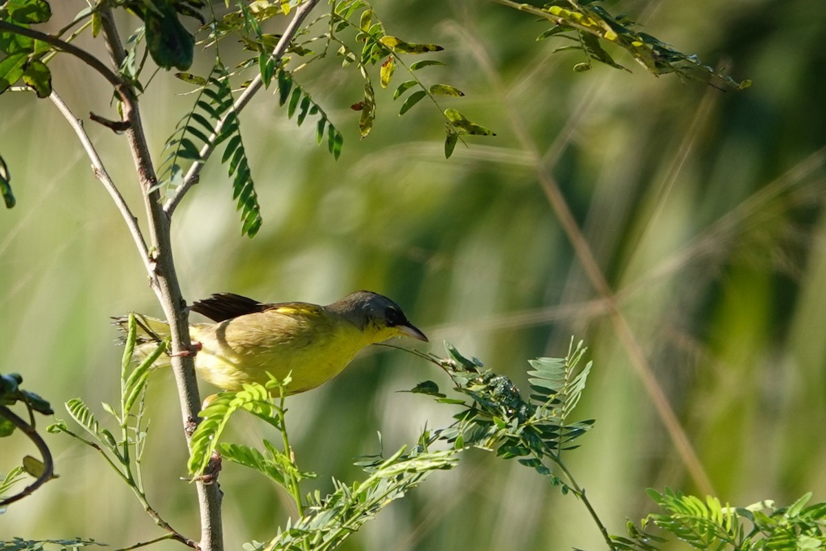 Gray-crowned Yellowthroat - ML630940645