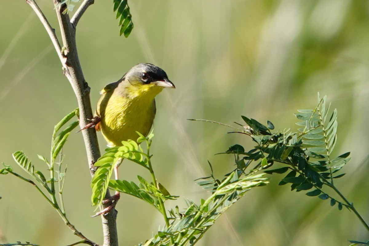 Gray-crowned Yellowthroat - ML630940666