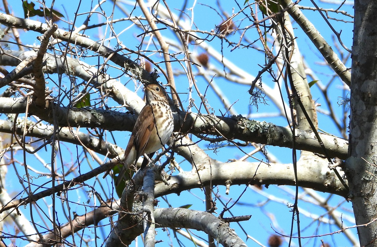 チャイロコツグミ - ML630940690