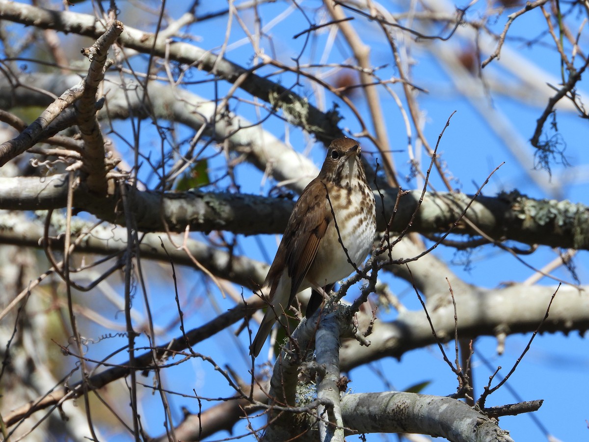 チャイロコツグミ - ML630940703