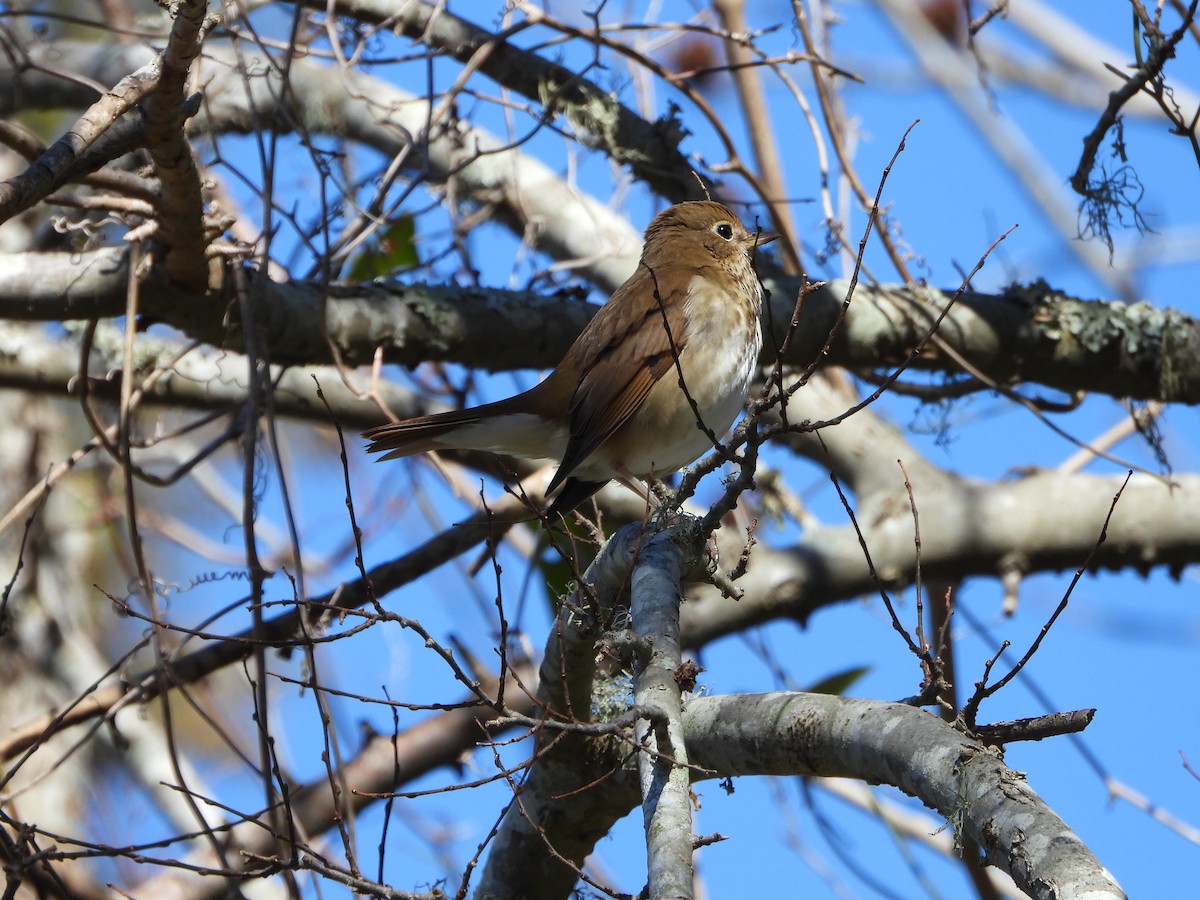 チャイロコツグミ - ML630940712