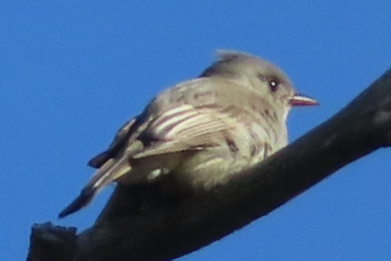 Greater Pewee - ML630941318