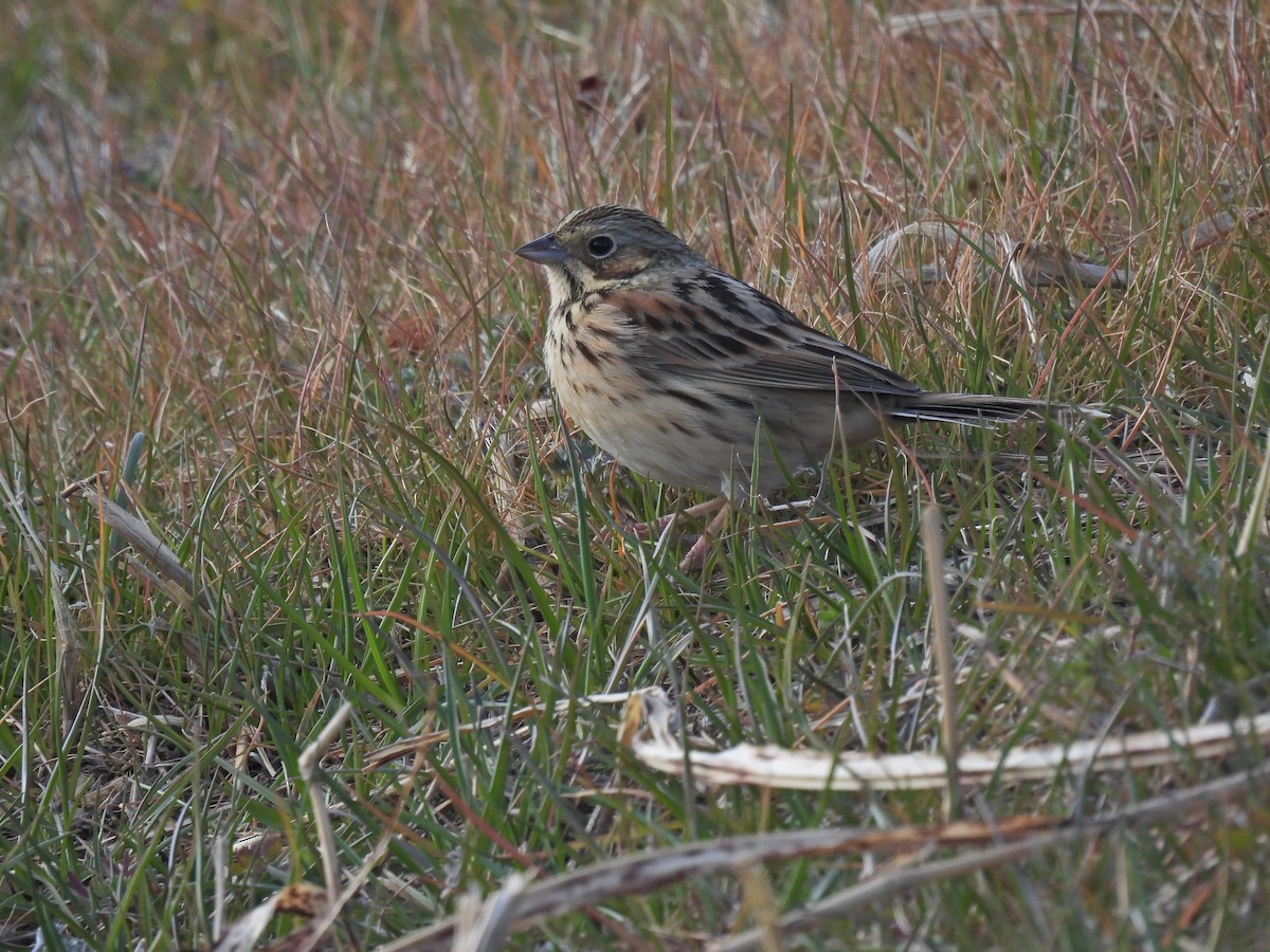 Chestnut-eared Bunting - ML630941734