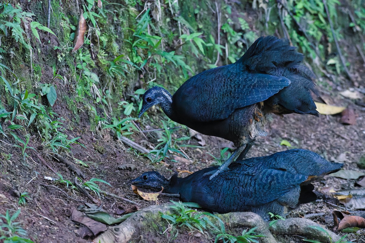 Gray Tinamou - ML630941764