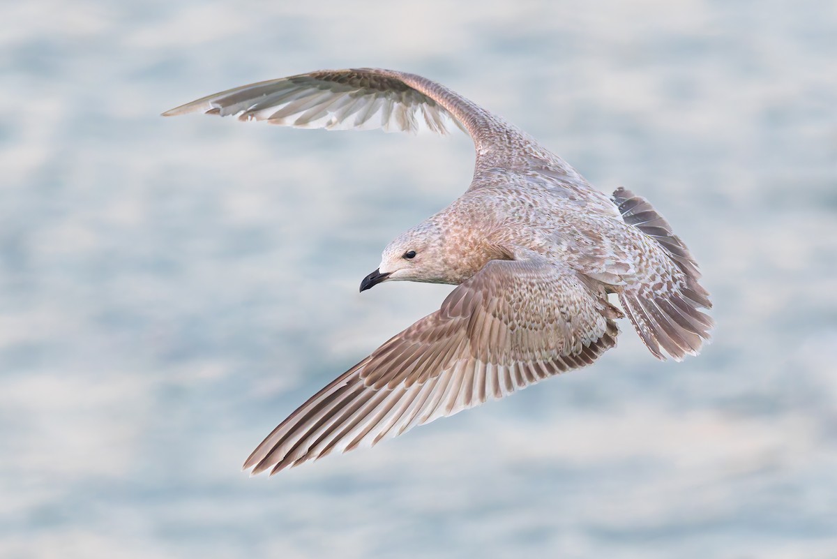 Iceland Gull - ML630941817