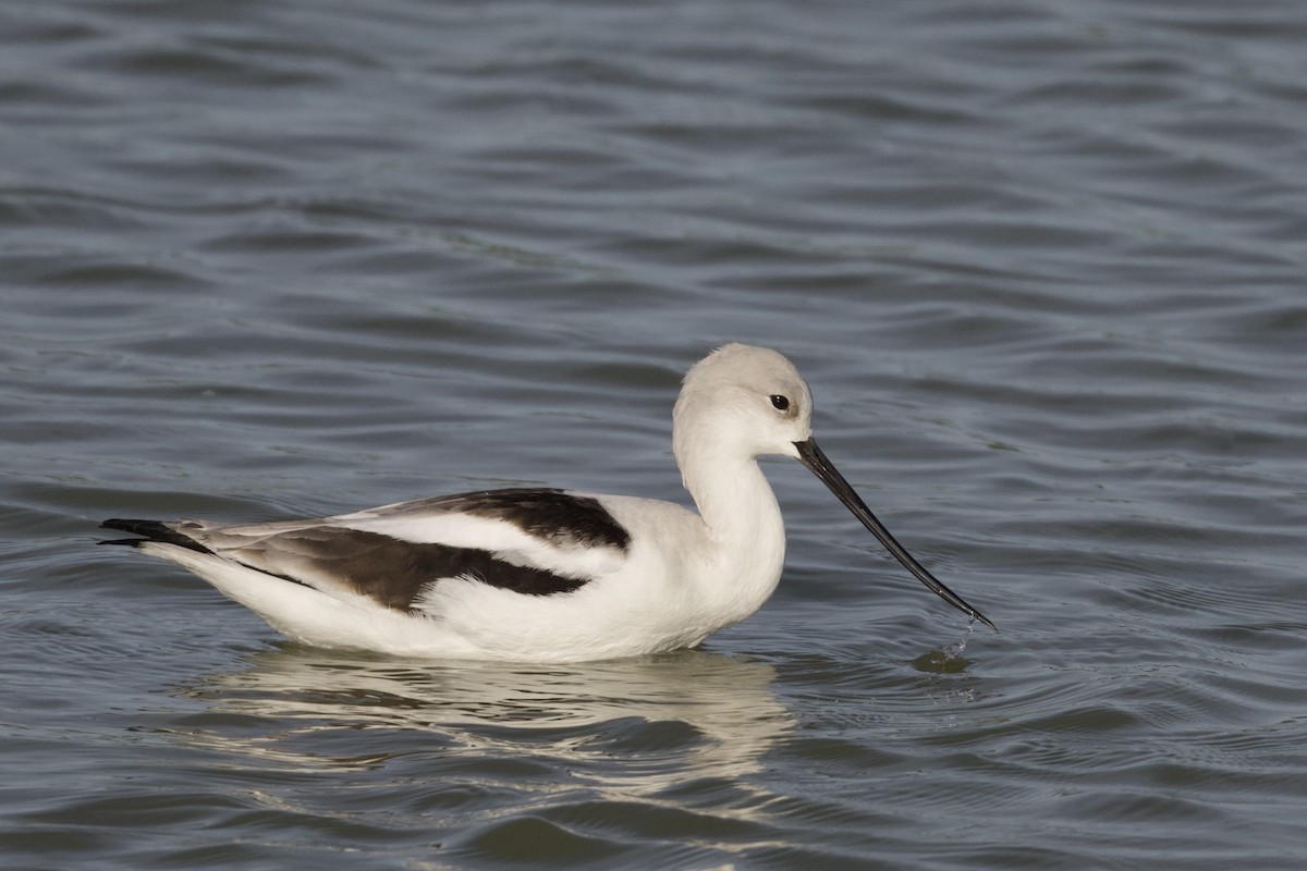 American Avocet - ML630941901