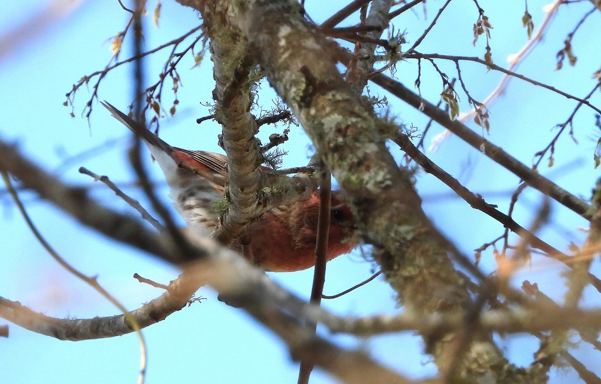 ムラサキマシコ - ML630941937