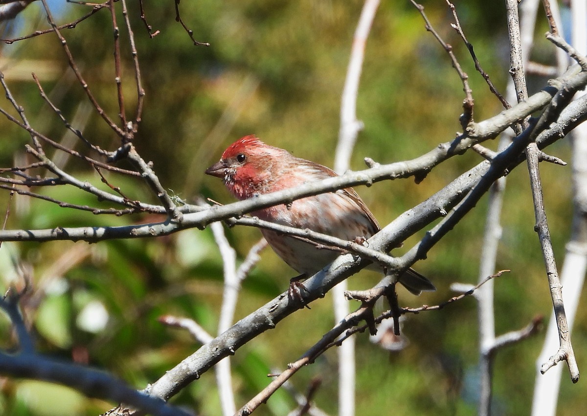 ムラサキマシコ - ML630941955