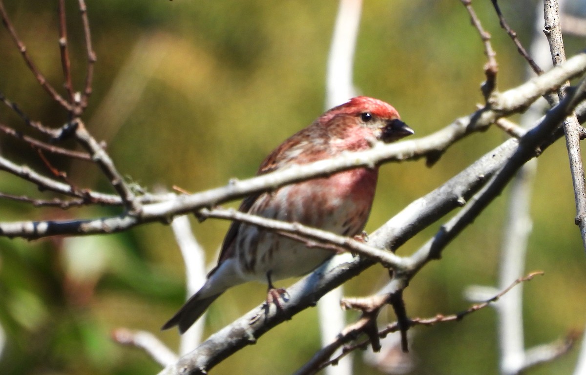 ムラサキマシコ - ML630941962