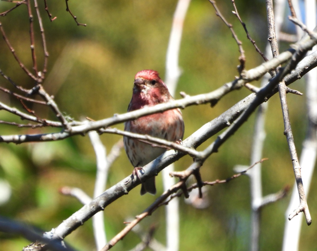 ムラサキマシコ - ML630941965