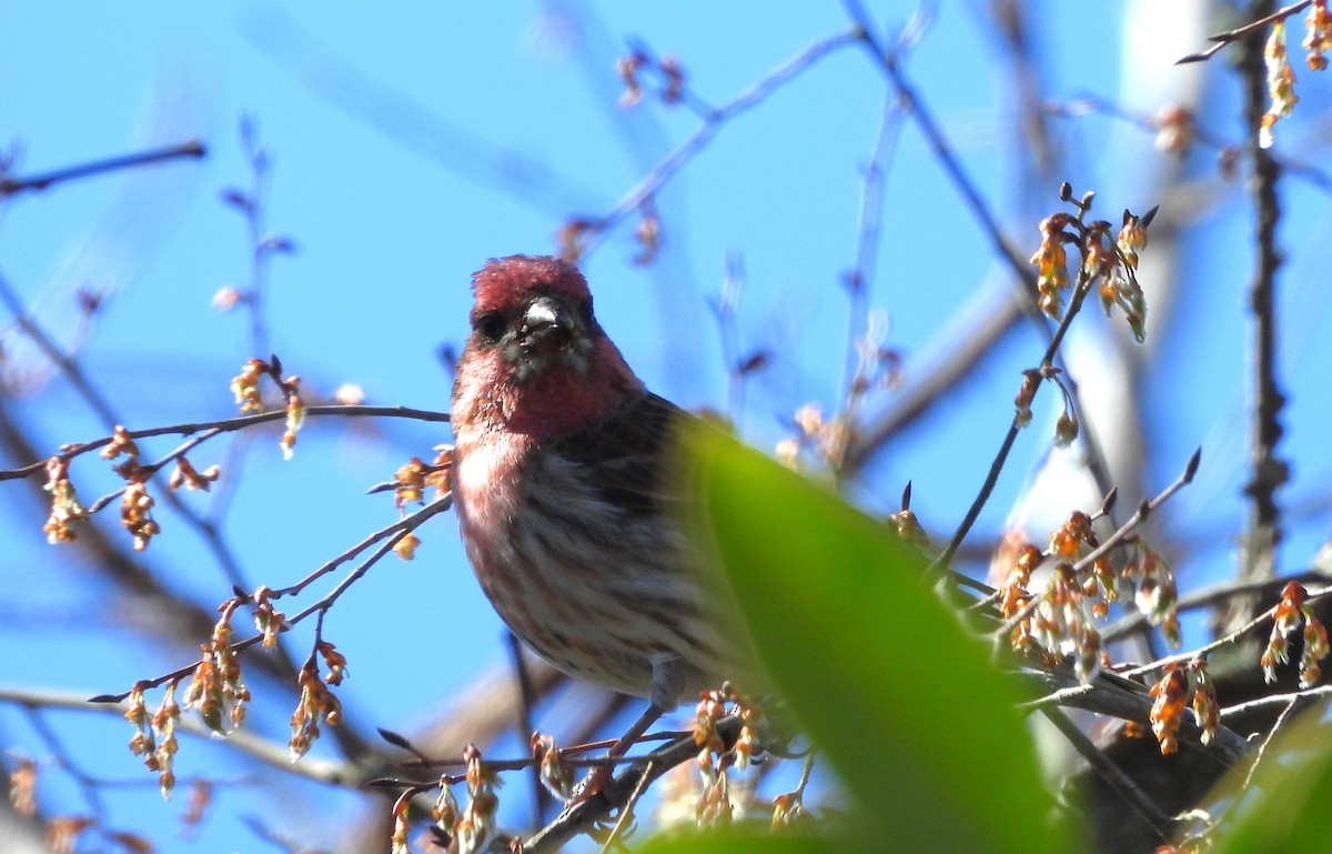 ムラサキマシコ - ML630941968