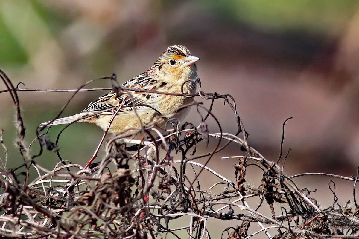 Grasshopper Sparrow - ML630942027