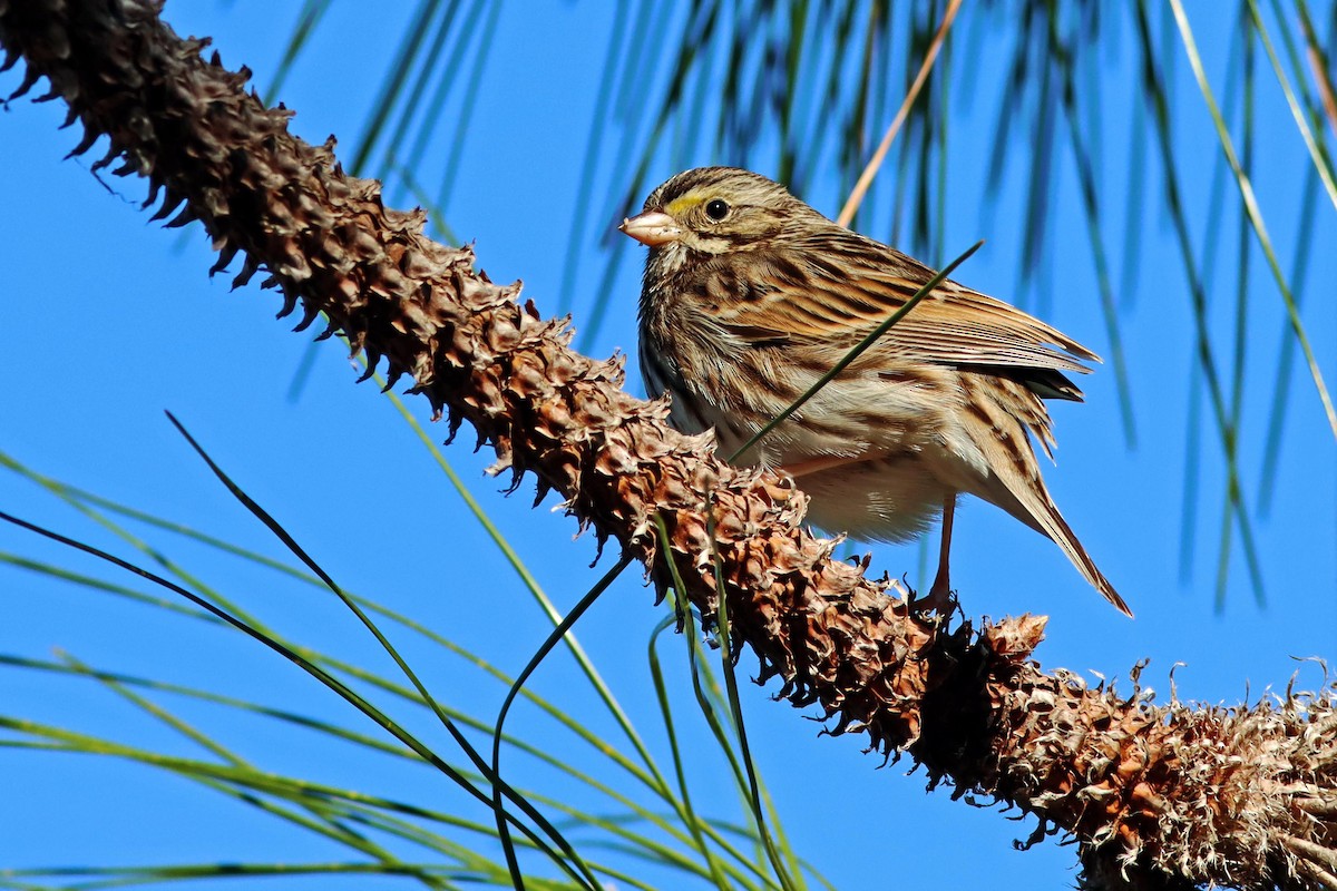 Savannah Sparrow - ML630942048