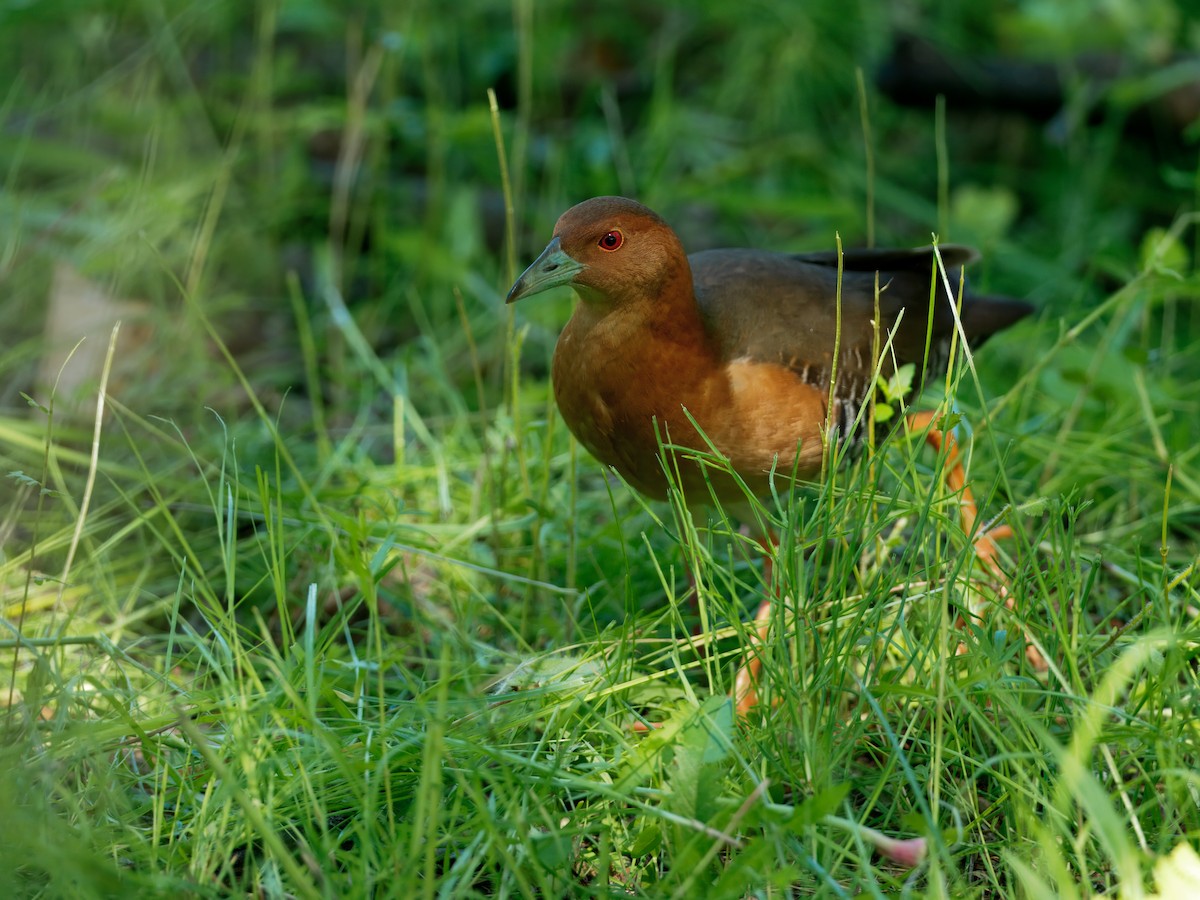 Band-bellied Crake - ML630942061
