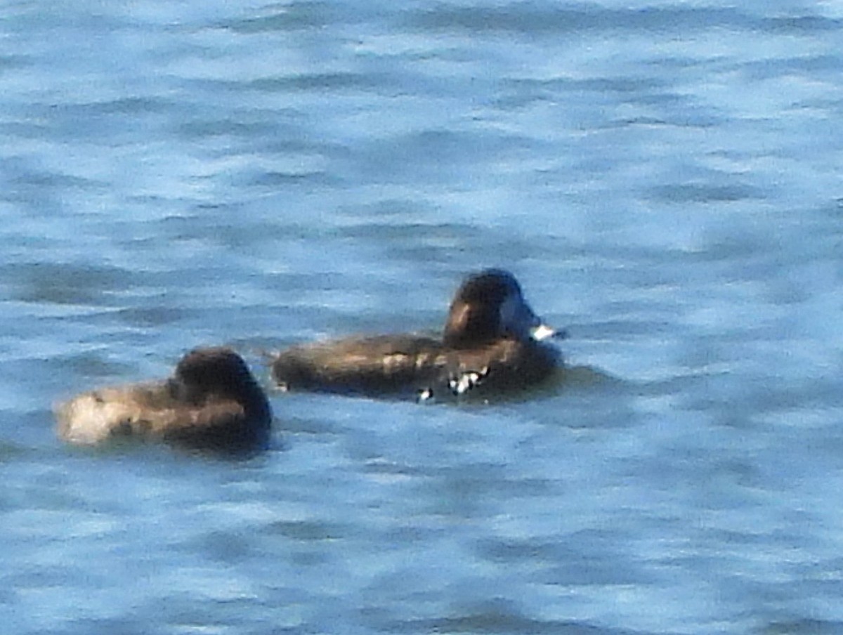 スズガモ - ML630942067