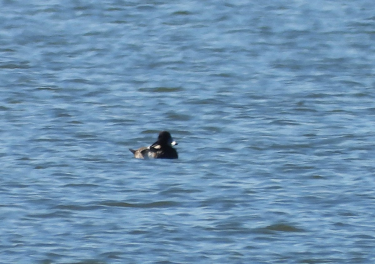 スズガモ - ML630942074