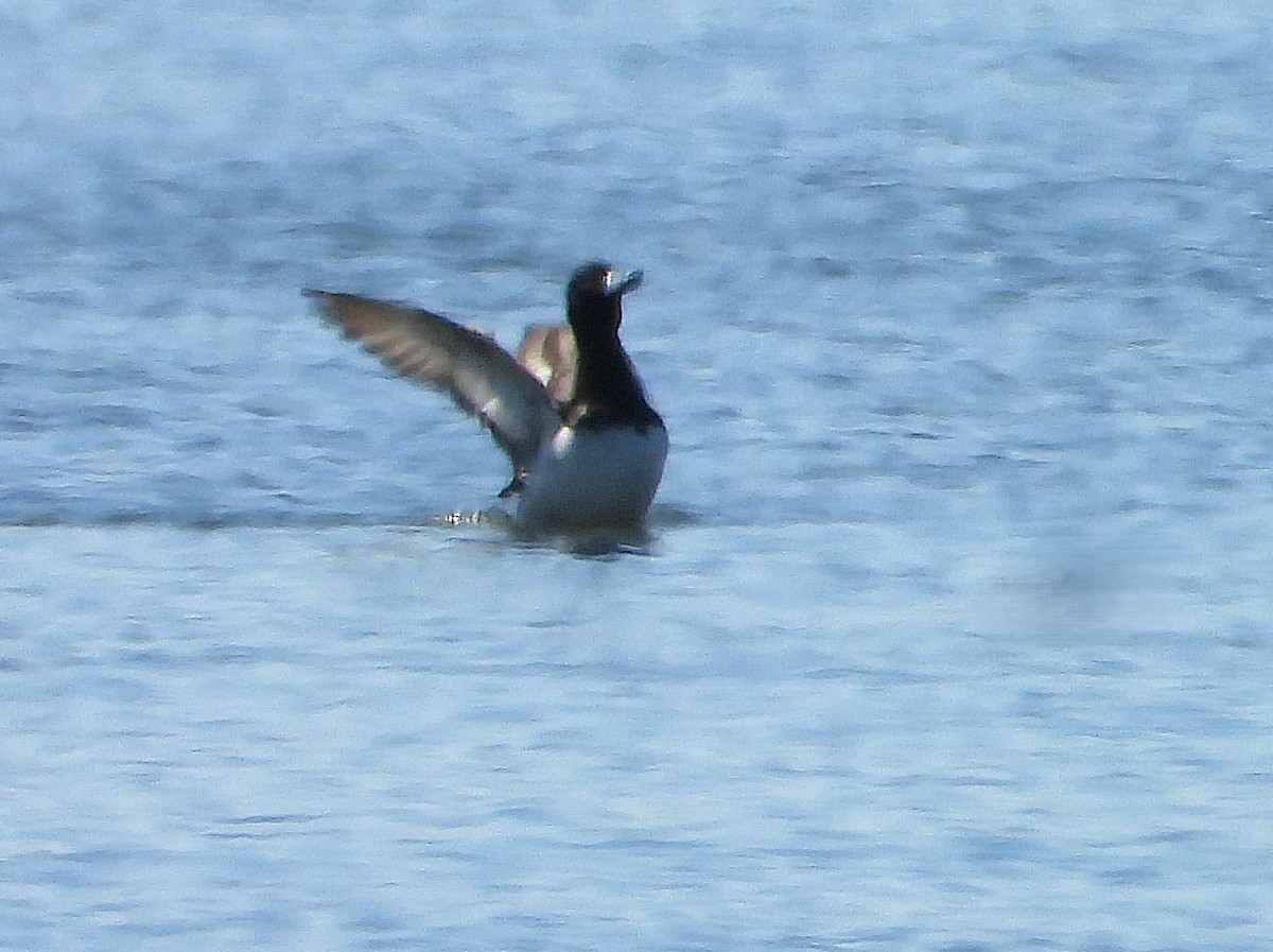 スズガモ - ML630942080