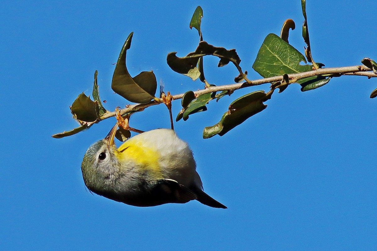 Northern Parula - ML630942086