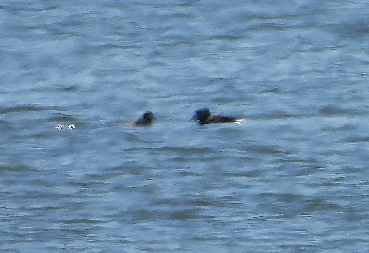 クロガモ - ML630942223