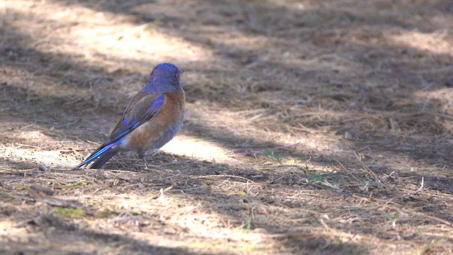 Western Bluebird - ML630942330