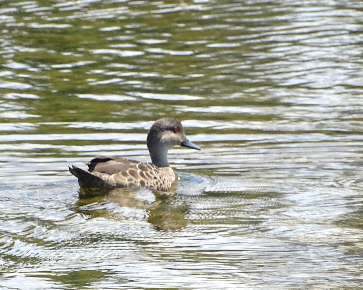 Gray Teal - ML630942545