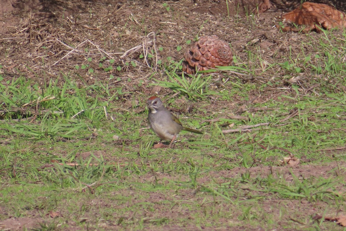 ミドリトウヒチョウ - ML630942596