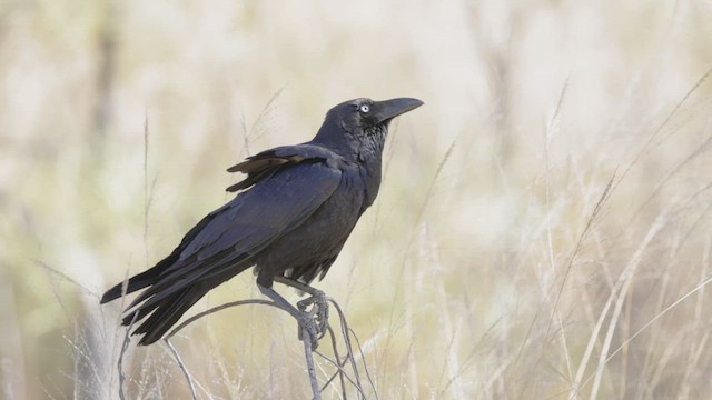 Torresian Crow - ML630942627