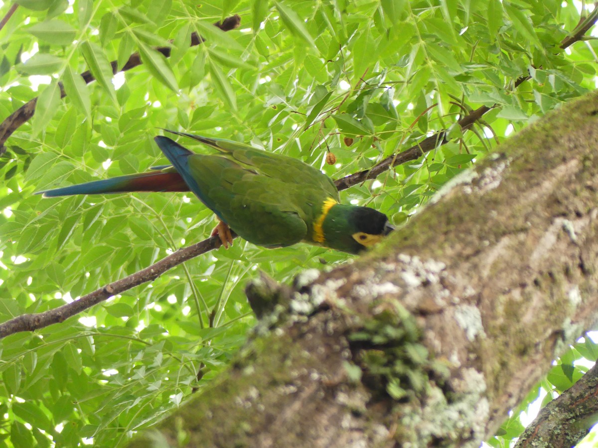 Yellow-collared Macaw - ML630942656