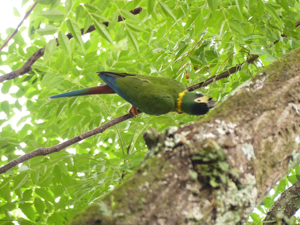 Yellow-collared Macaw - ML630942661