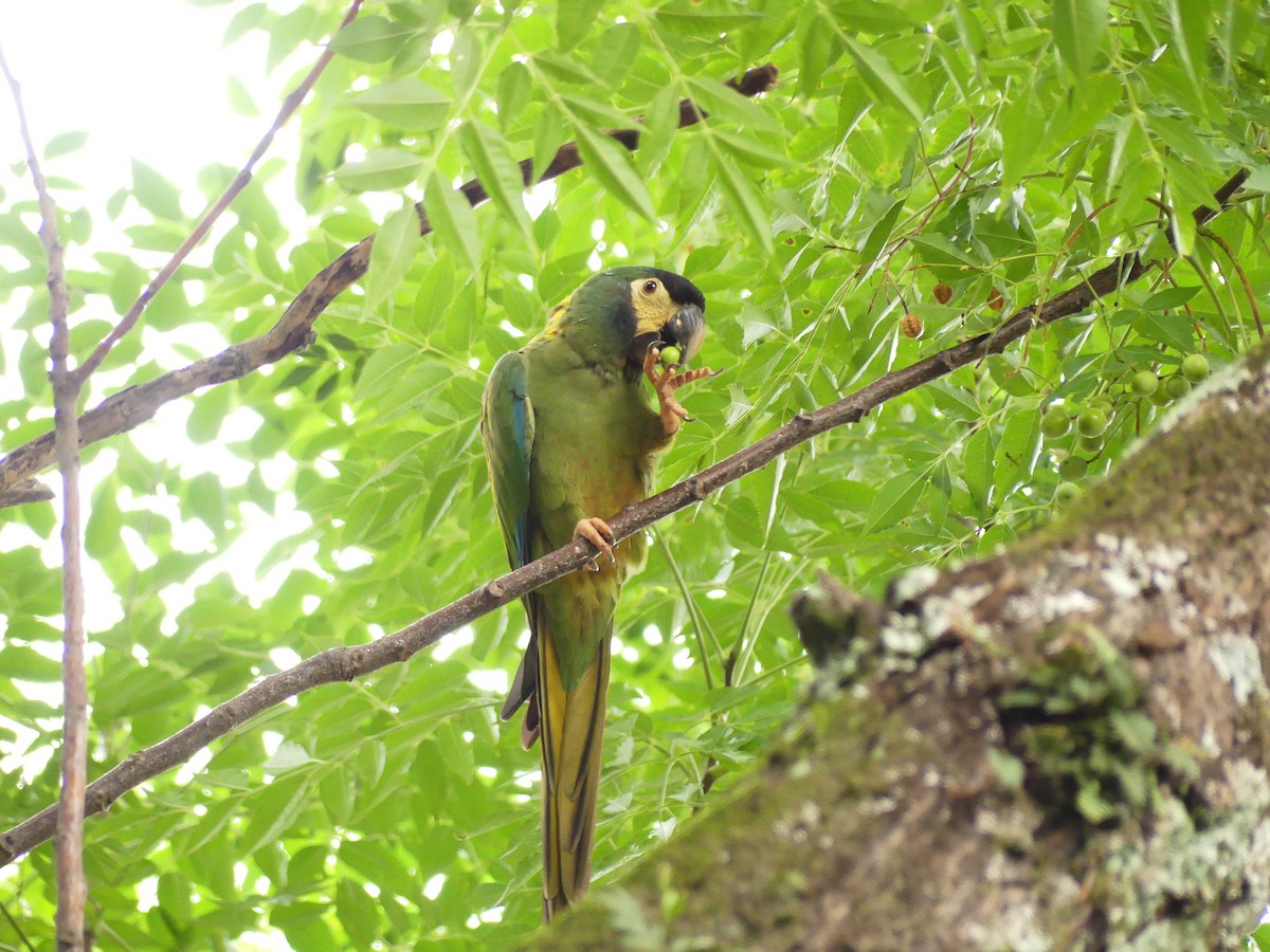 Yellow-collared Macaw - ML630942662