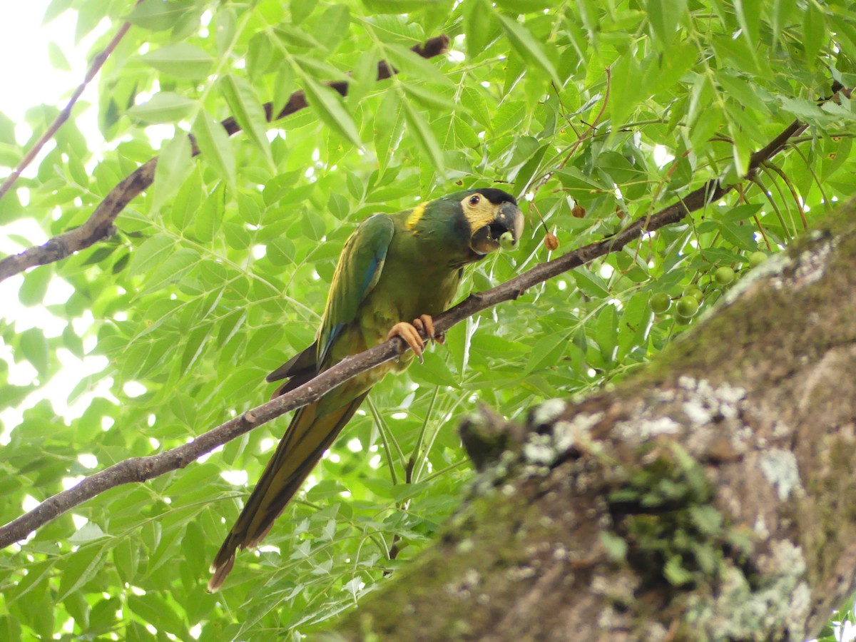 Yellow-collared Macaw - ML630942663