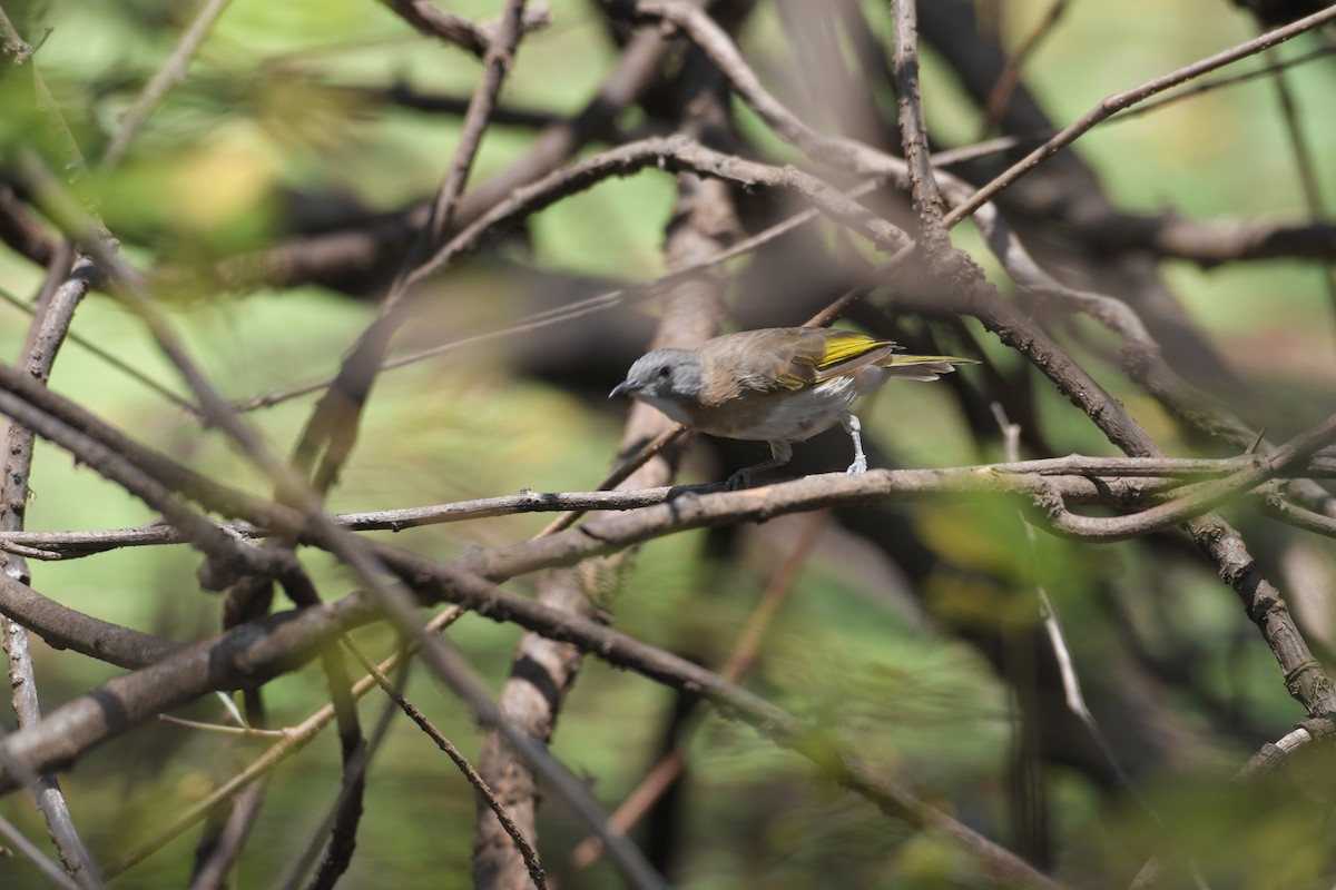 Rufous-banded Honeyeater - ML630942787