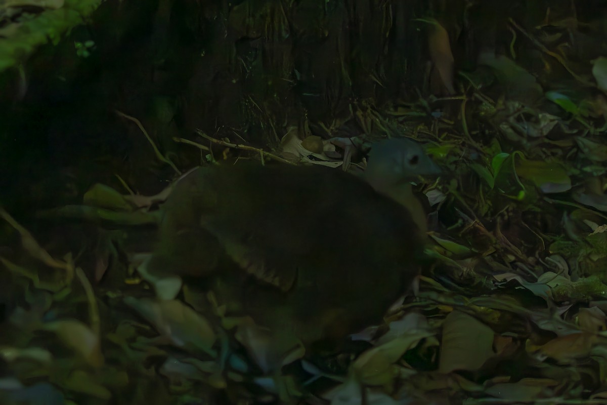 Highland Tinamou - ML630942966