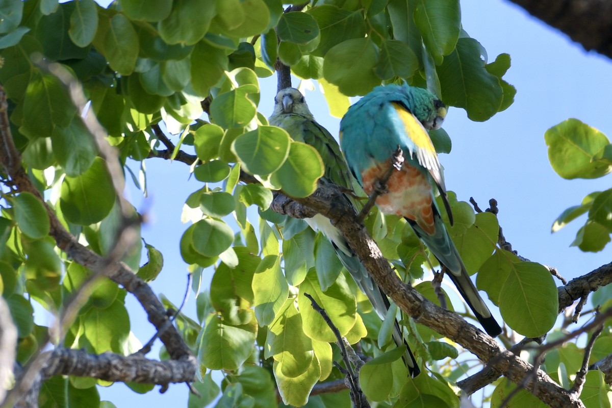 Golden-shouldered Parrot - ML630943033