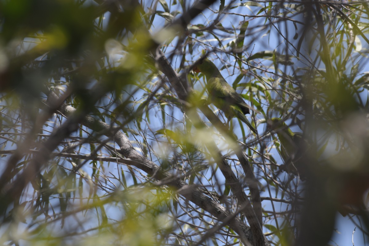 Red-winged Parrot - ML630943070