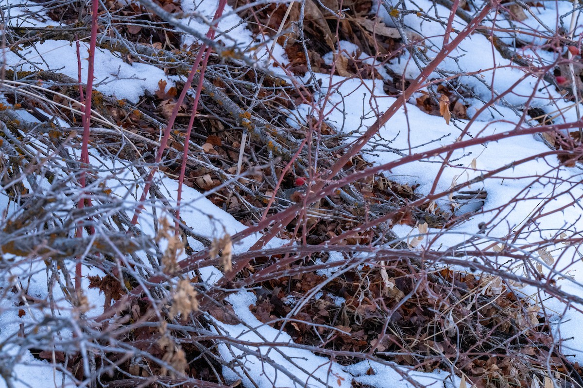 ホシワキアカトウヒチョウ（maculatus グループ） - ML630943151