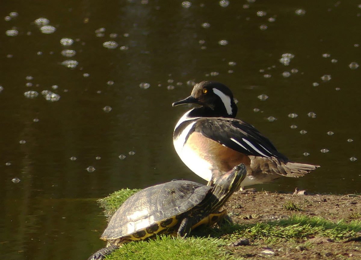 Hooded Merganser - ML630943217