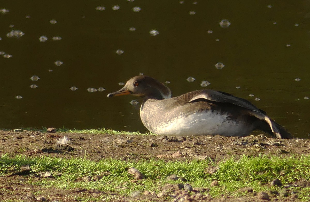 Hooded Merganser - ML630943218