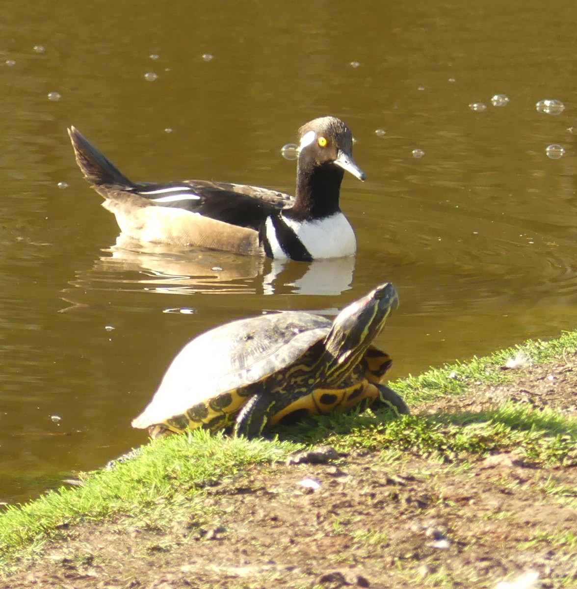 Hooded Merganser - ML630943221
