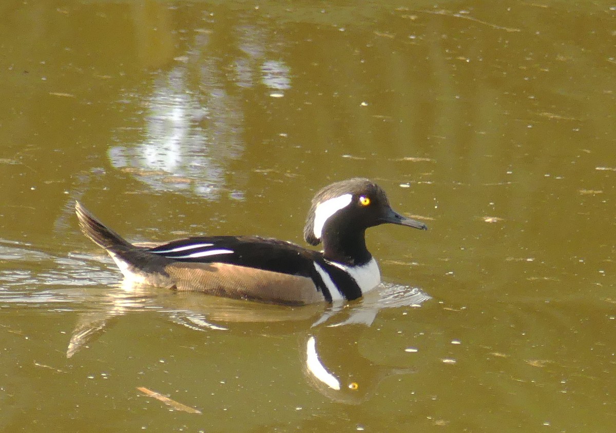 Hooded Merganser - ML630943226