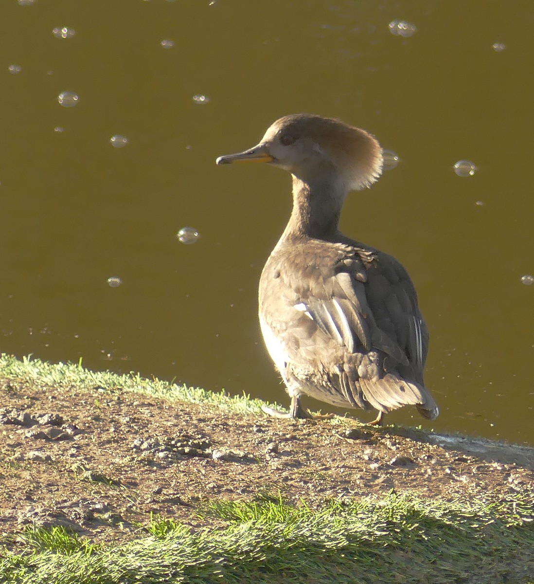 Hooded Merganser - ML630943228
