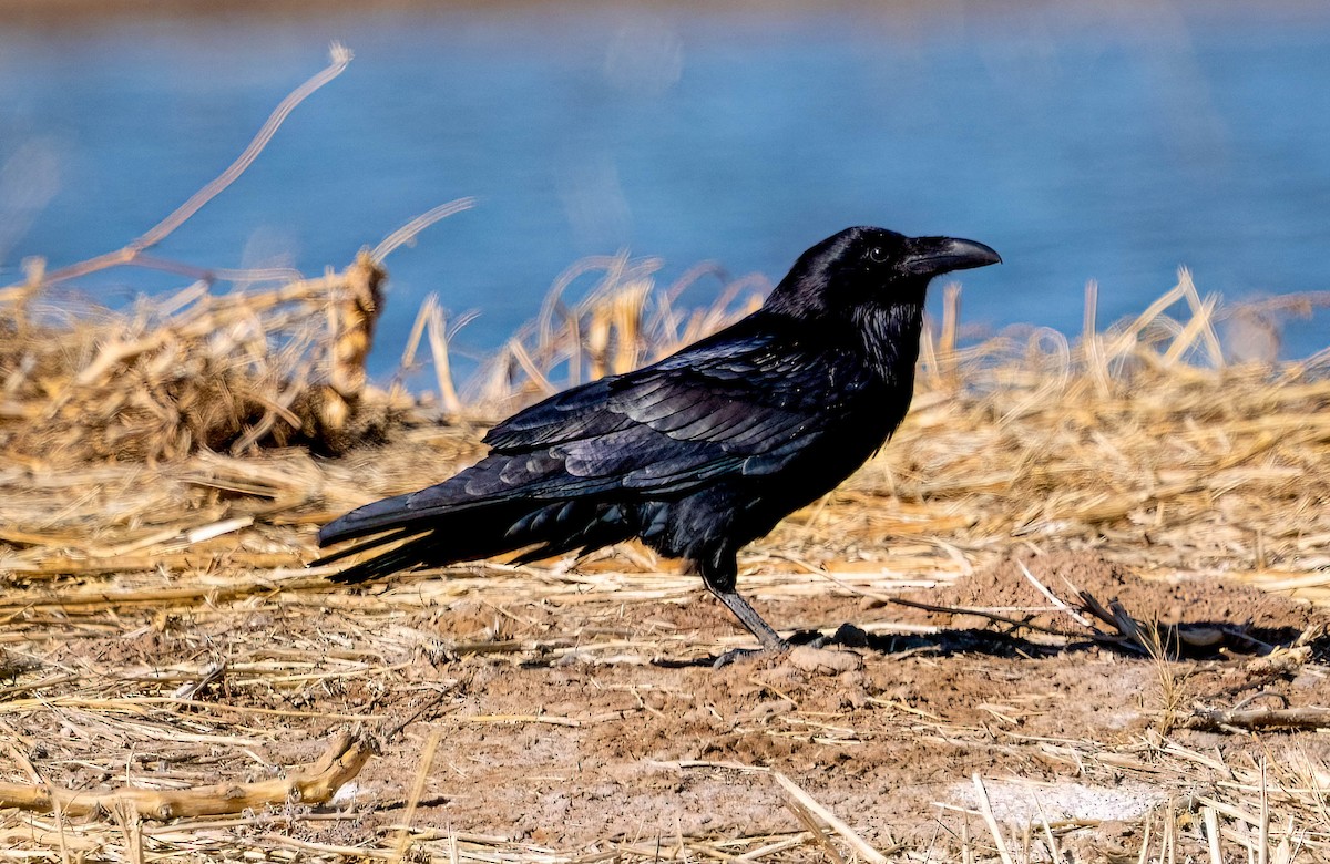 Common Raven - ML630943316