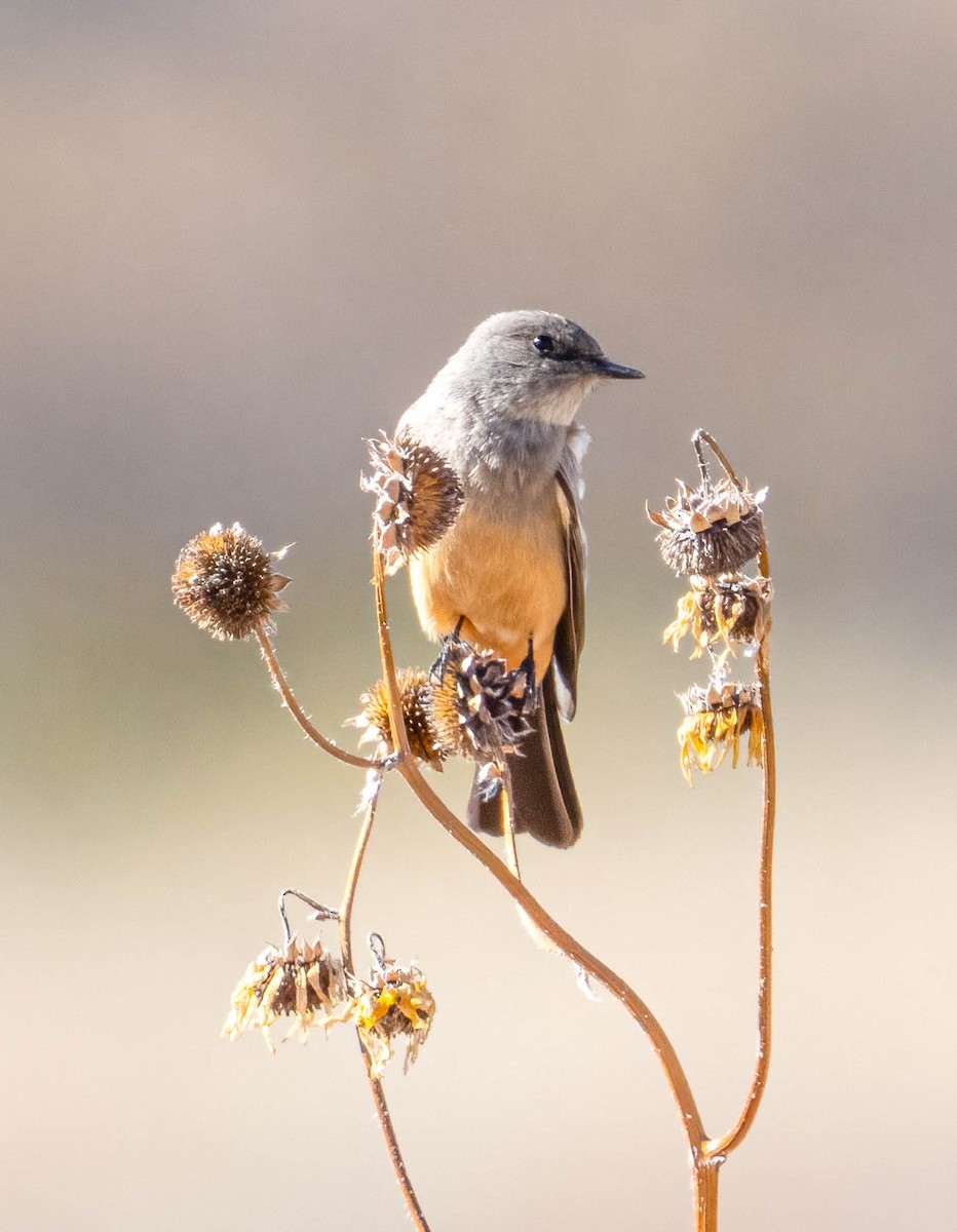 Say's Phoebe - ML630943333