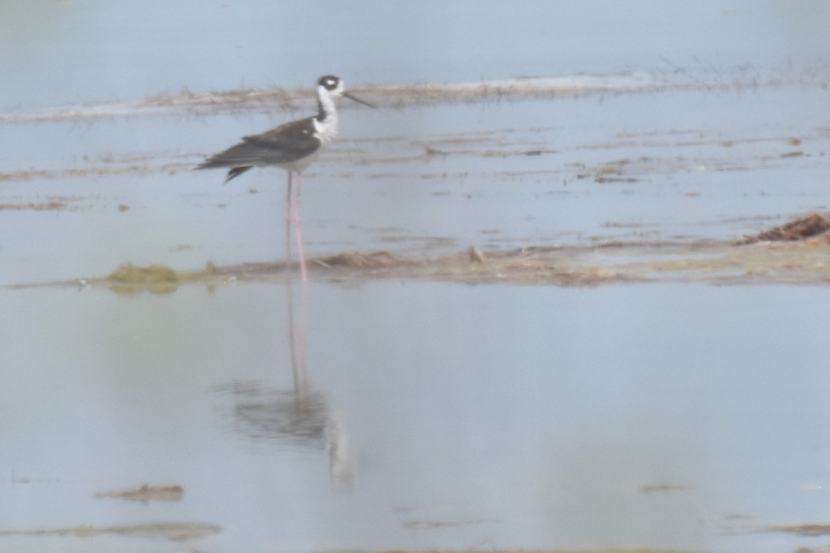 Black-necked Stilt - ML630943362