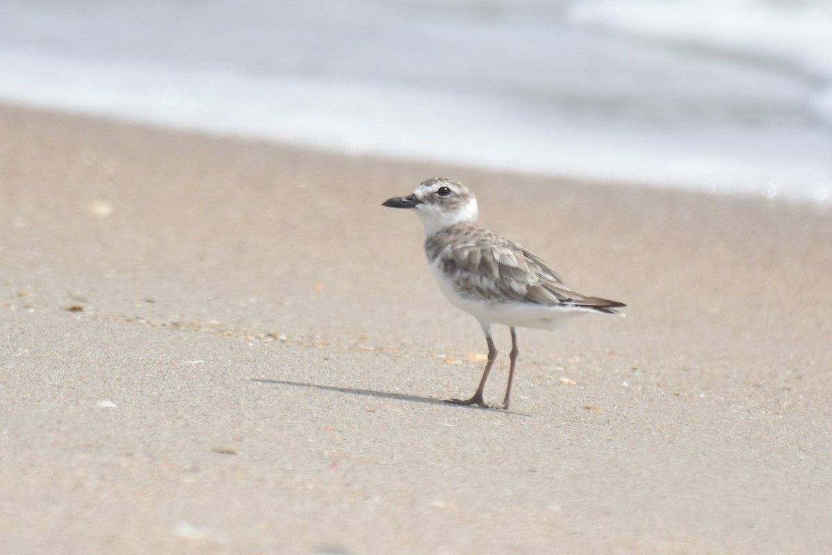 Wilson's Plover - ML630943374