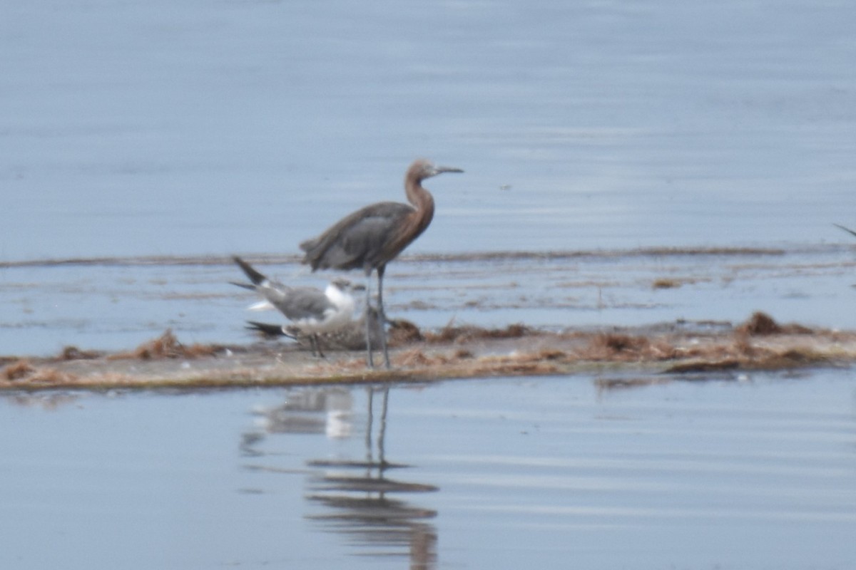 Reddish Egret - ML630943409