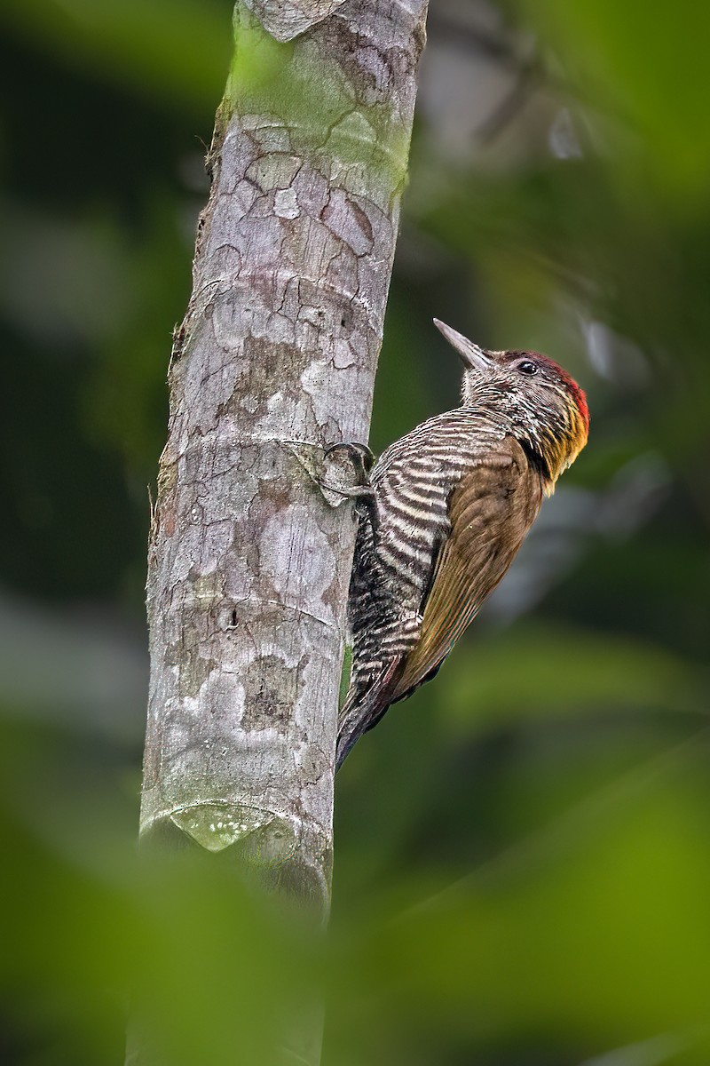 Red-rumped Woodpecker - ML630943515
