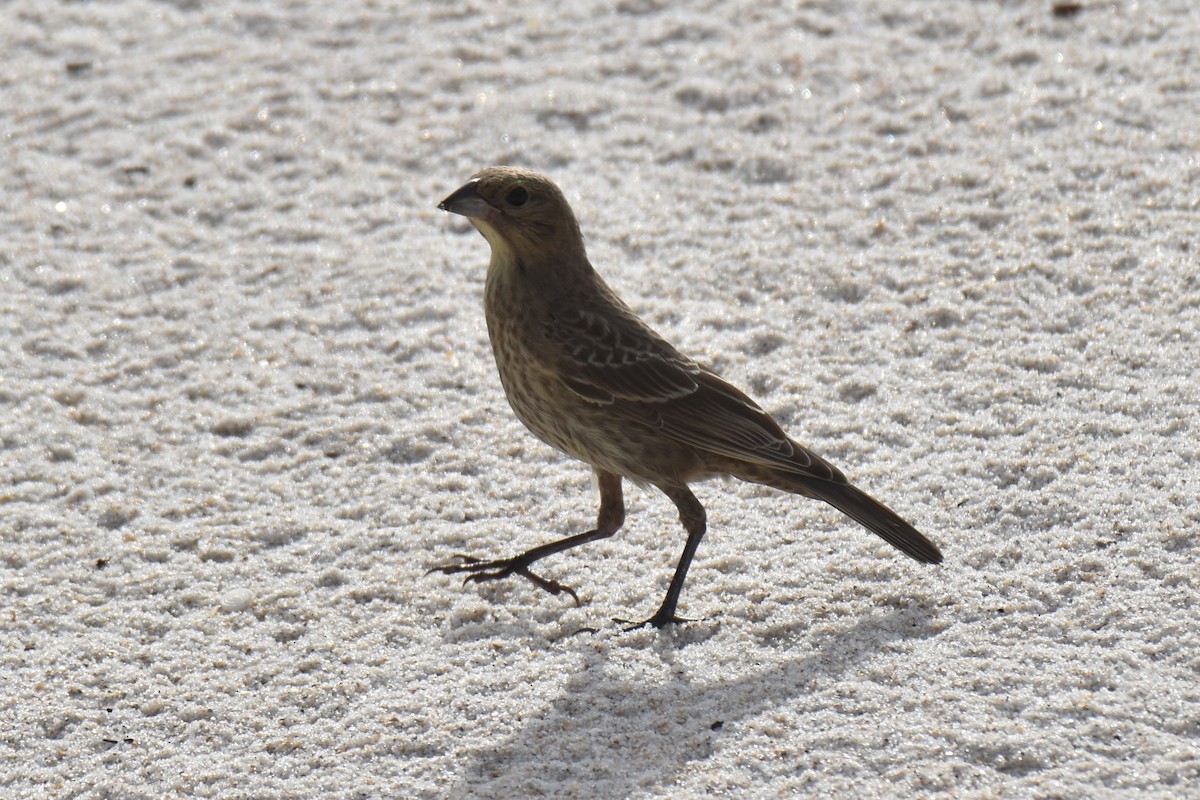 Brown-headed Cowbird - ML630943579